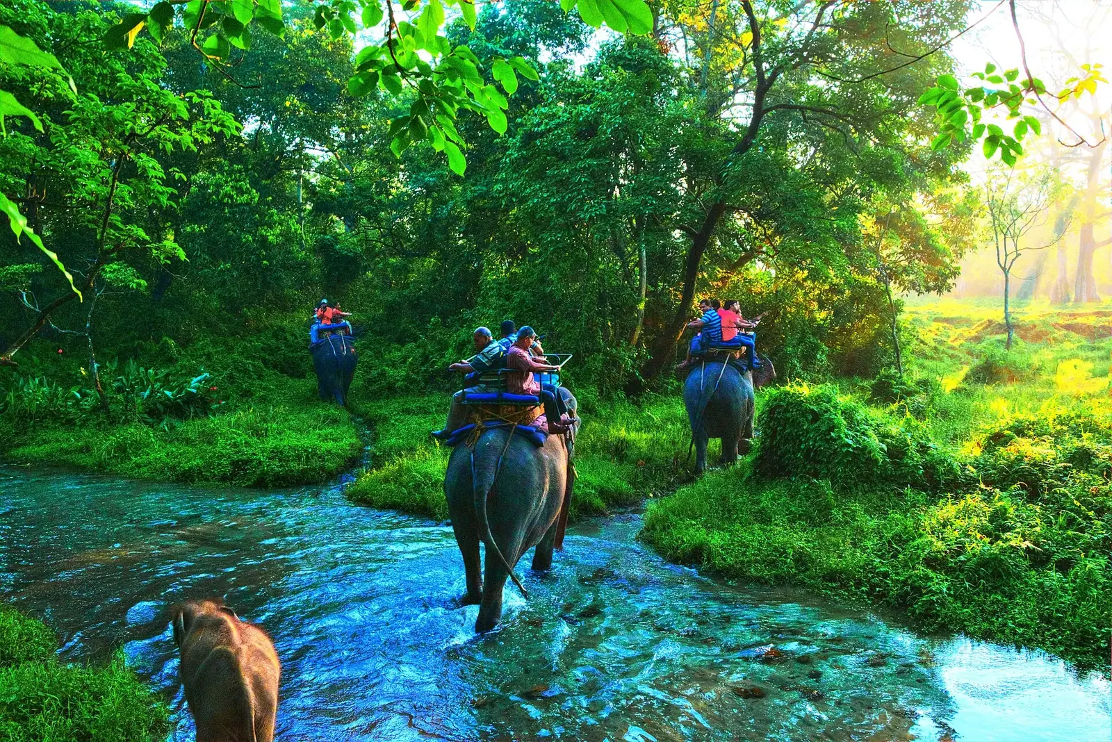 Elephant Safari