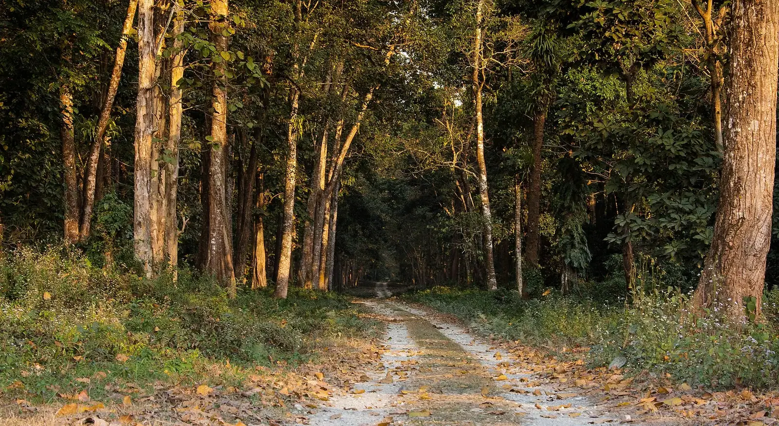 Forests