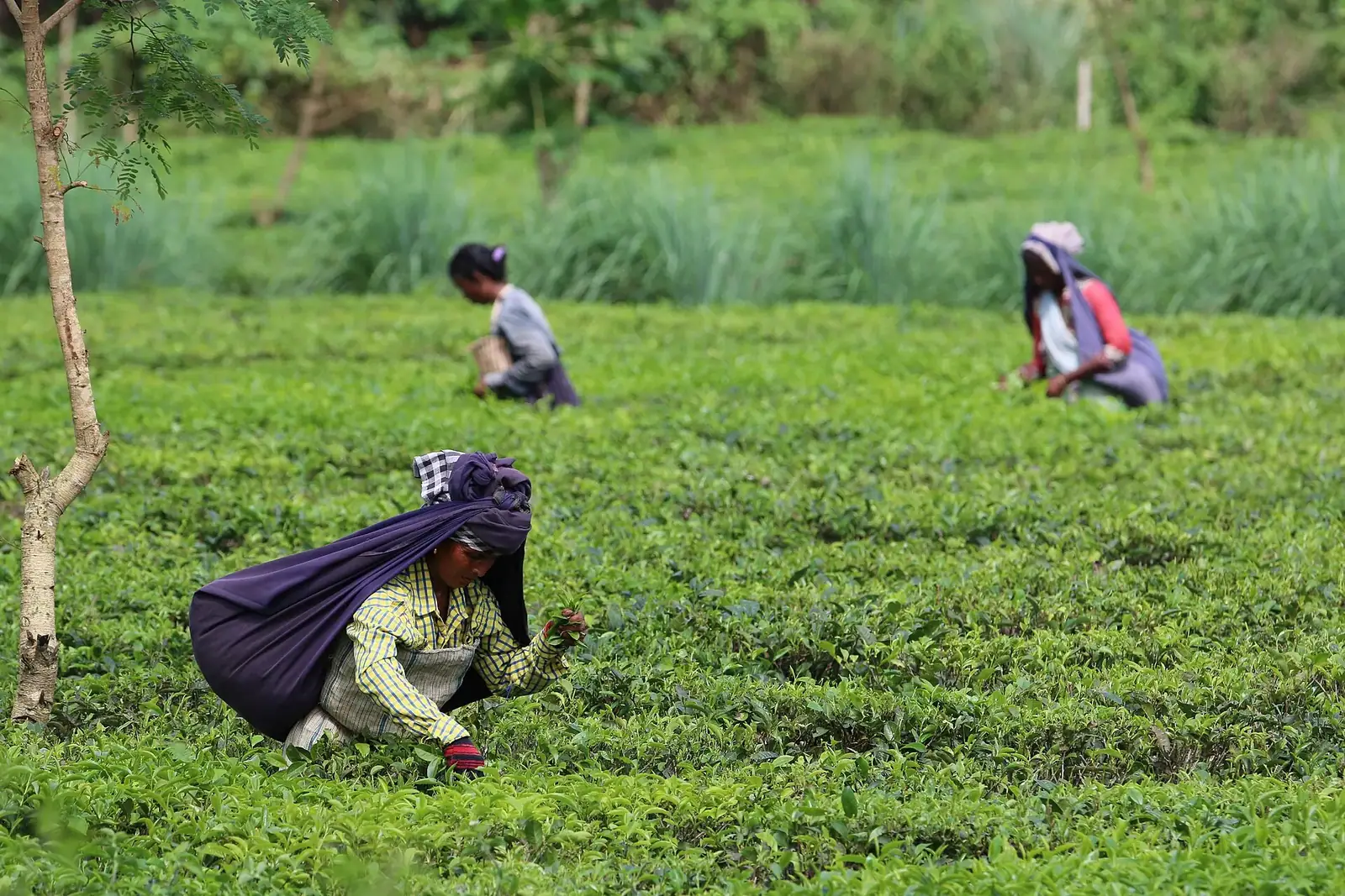 Rolling tea garden in the Dooars, North Bengal