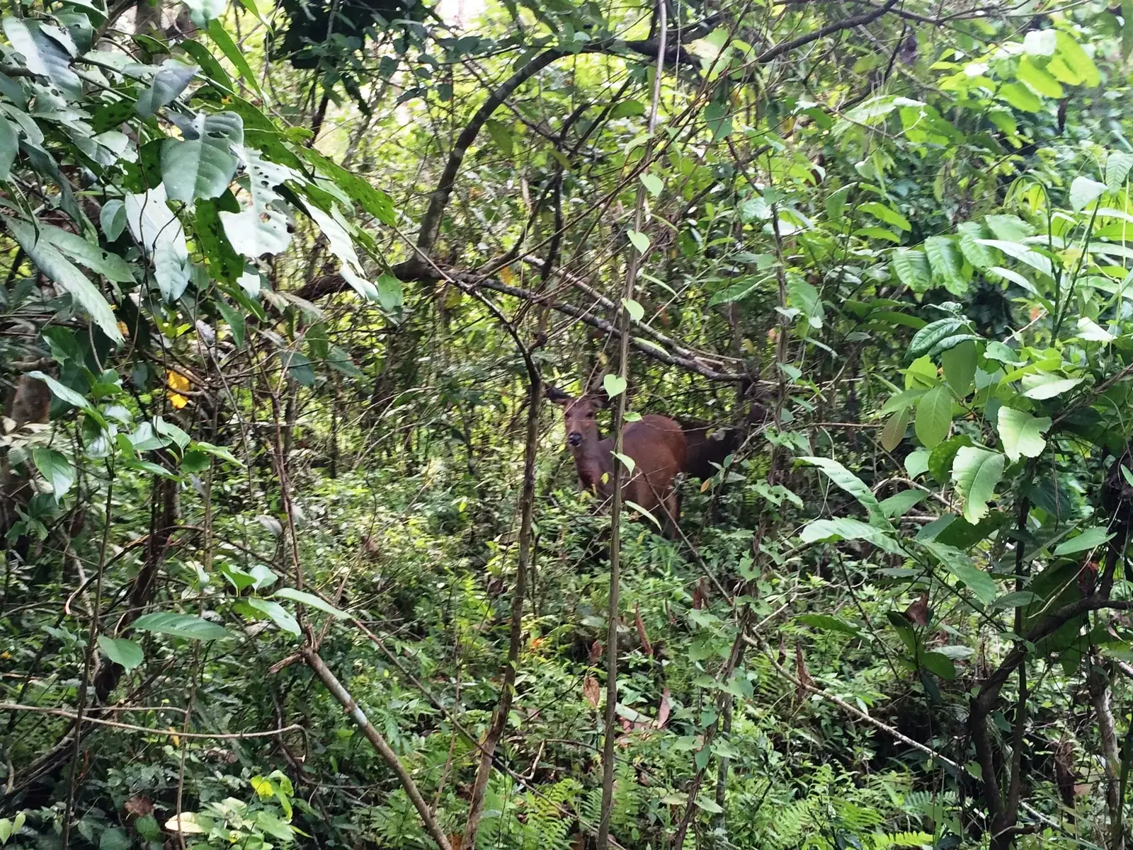 Wildlife