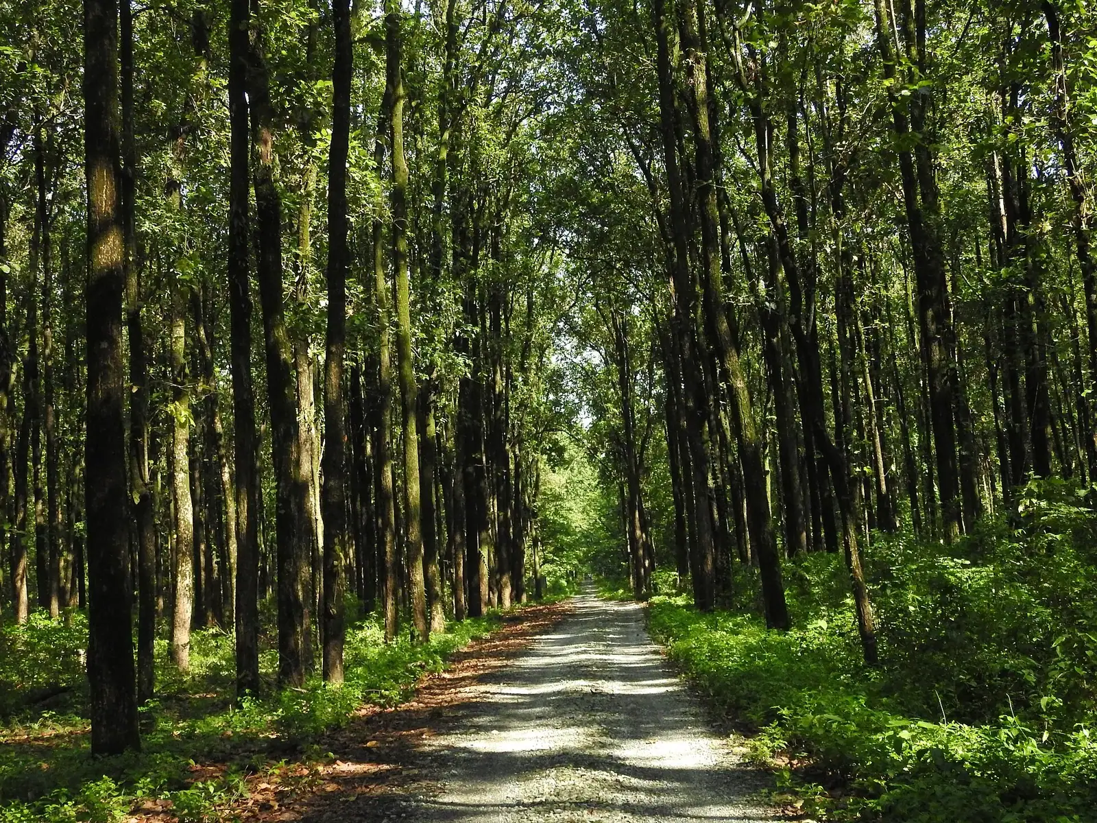 Forests