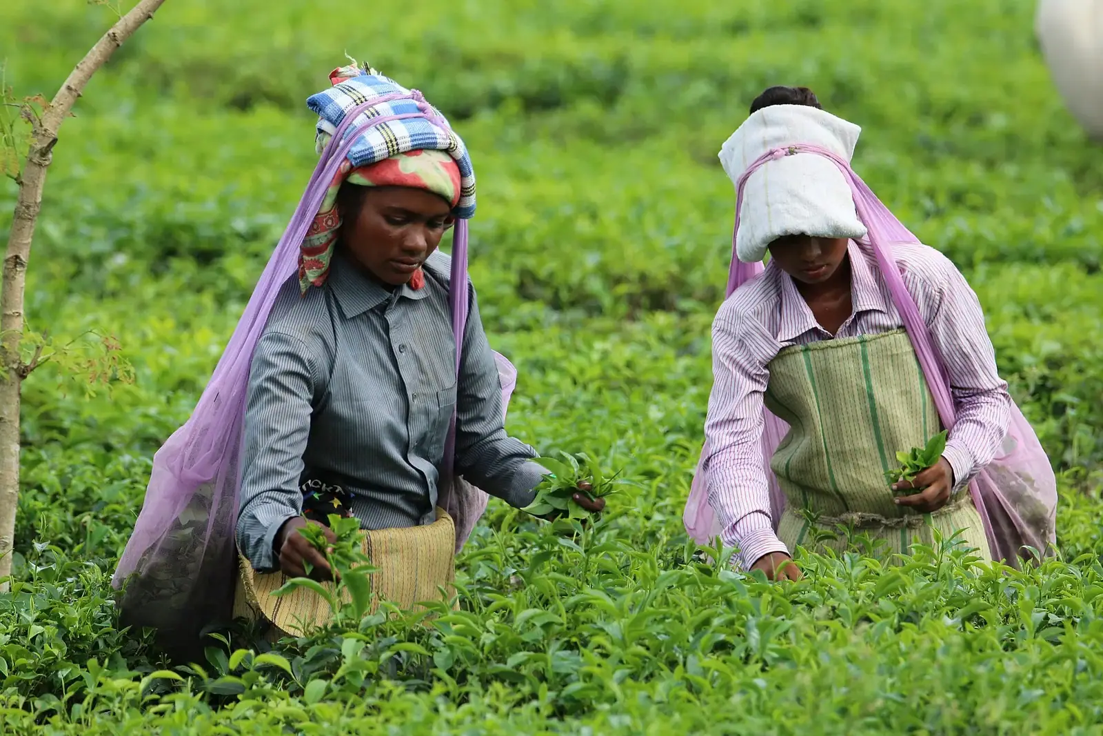 Tea Garden Walk