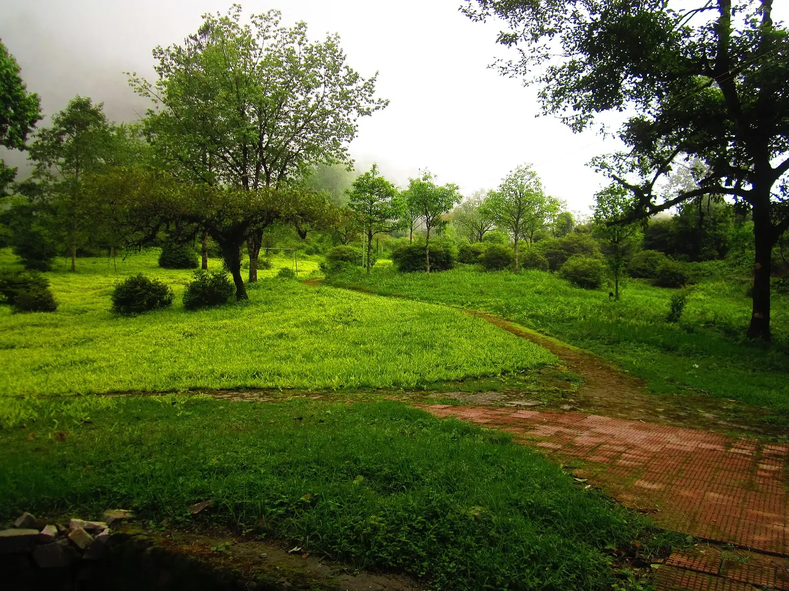 Forests