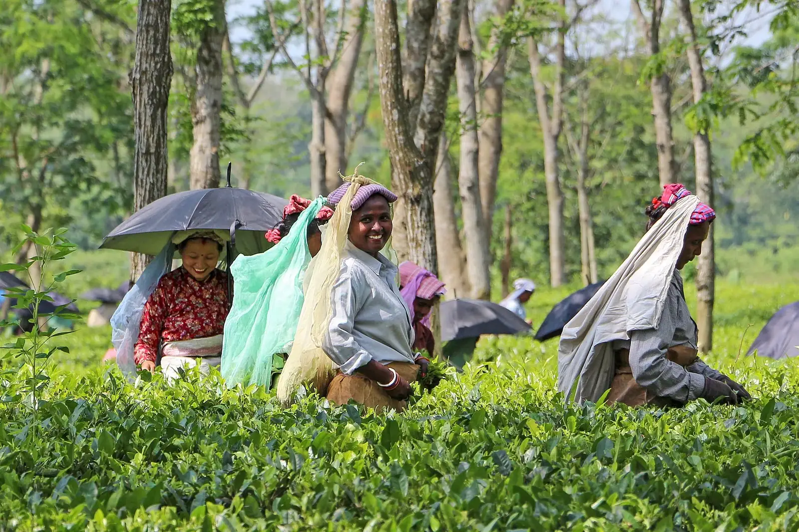 Tea Gardens