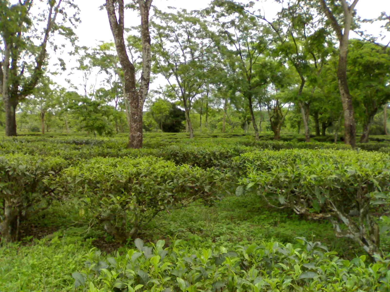 Tea Gardens