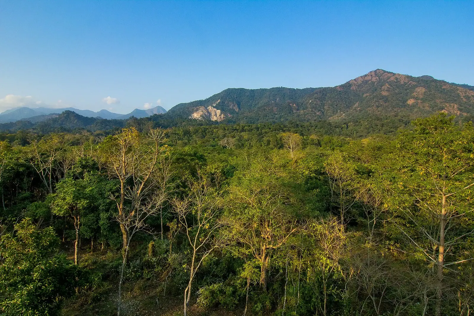 Buxa Big Cat Trail