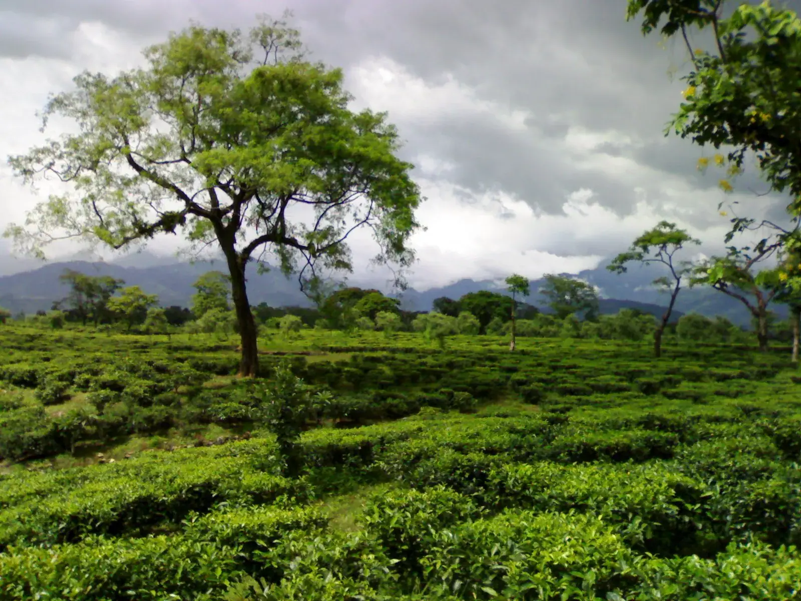 Tea Gardens