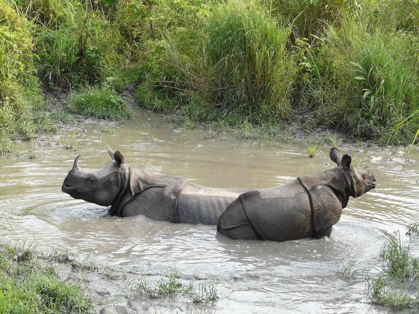 Jaldapara National Park — photograph 5