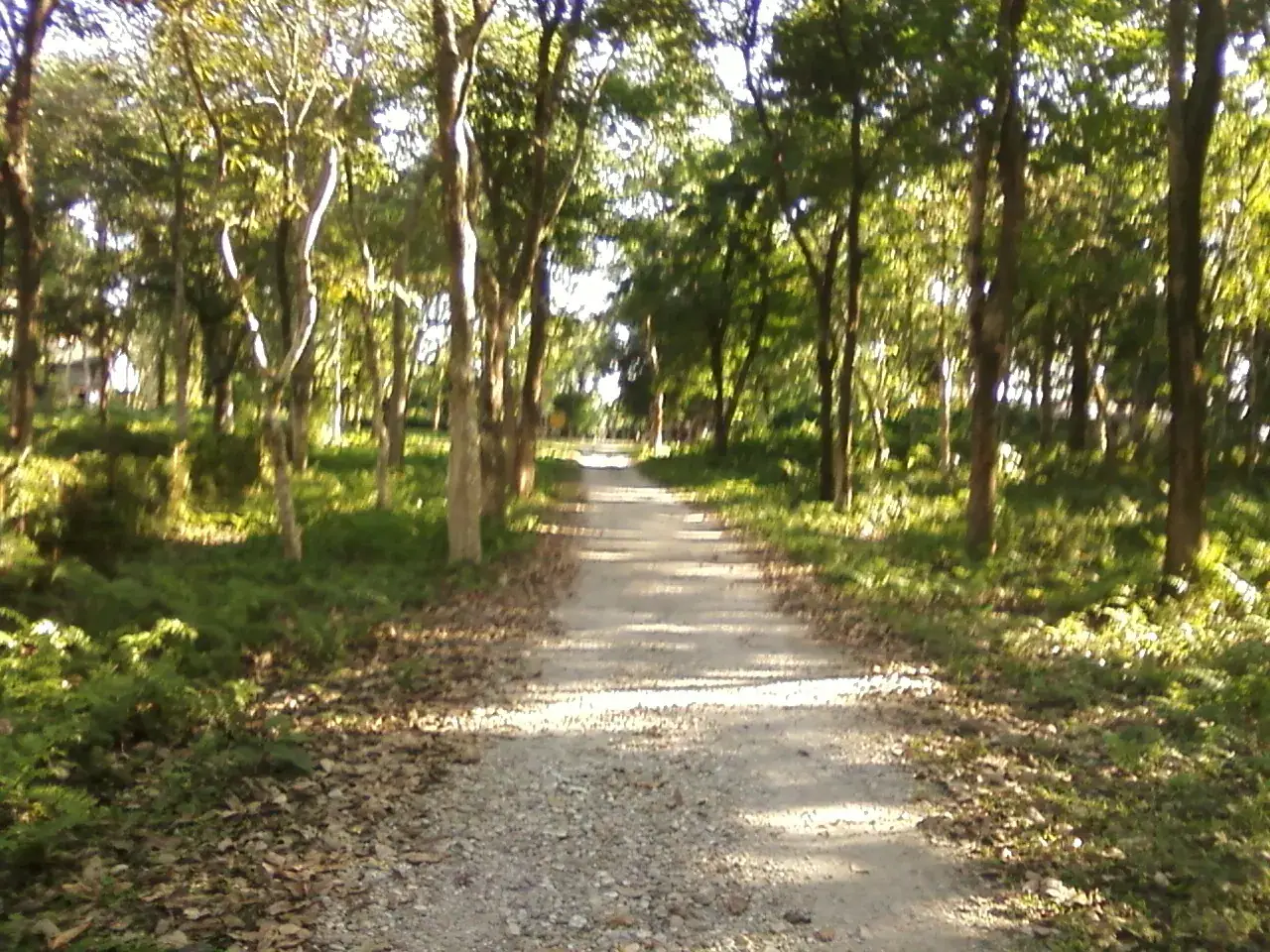 Rasikbil Bird Sanctuary — photograph 4