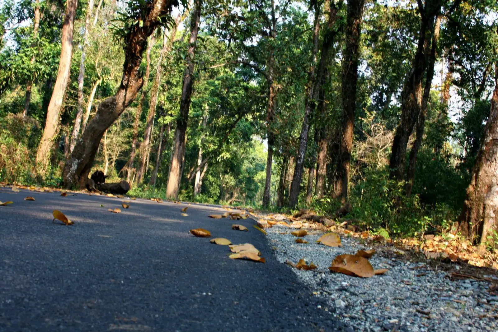 Buxa Tiger Reserve — photograph 5