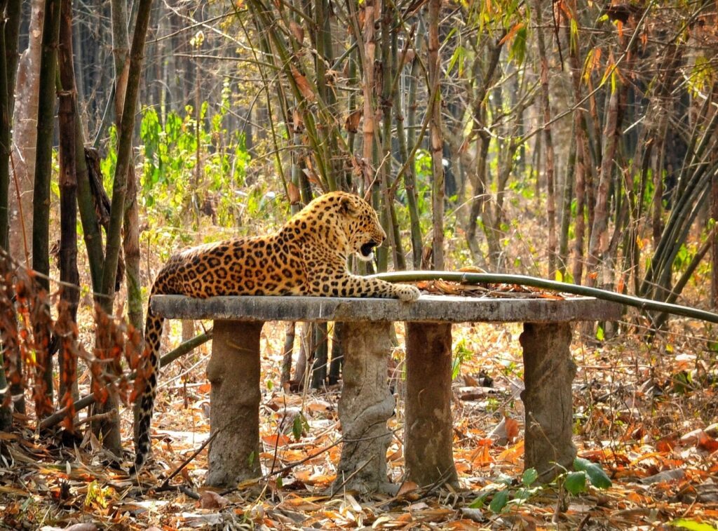 tiger