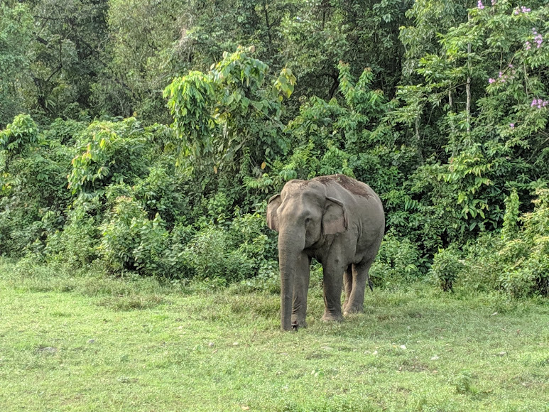 Chapramari Wildlife Sanctuary