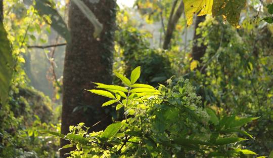 Chilapata Forest