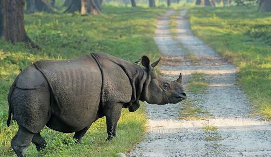Jaldapara Wildlife Sanctuary