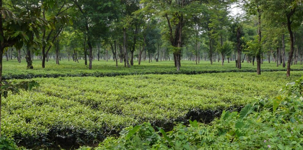 Kathambari tea garden