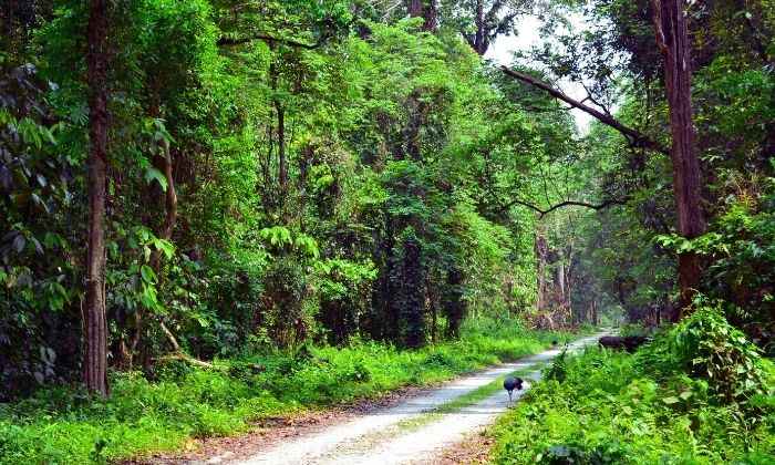 Raimatang forests