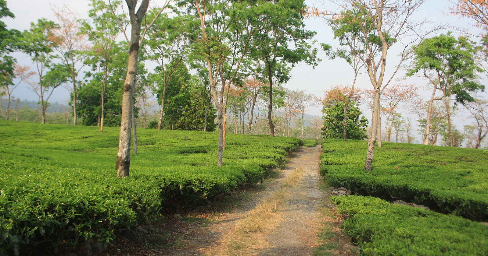 Samsing Tea Garden
